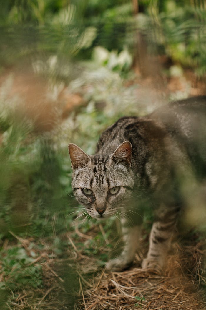 Close-up of a wild tabby cat in lush greenery, displaying natural animal behavior.